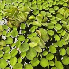 オオサンショウモ10株