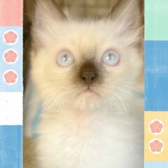 ラグドール　　子猫　●●●本文をよくご覧下さいませ。 ●●●　ア...