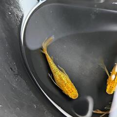 🐟レクリス(RLF)黄金メダカ：稚魚🐟の画像