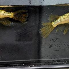 🐟レクリス(RLF)黄金メダカ：稚魚🐟の画像