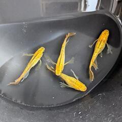 🐟レクリス(RLF)黄金メダカ：稚魚🐟の画像