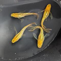 🐟レクリス(RLF)黄金メダカ：稚魚🐟の画像