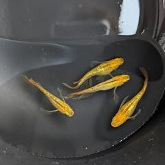 🐟レクリス(RLF)黄金メダカ：稚魚🐟の画像