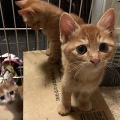 里親決定済　茶トラ　メス