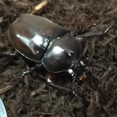 ホワイトアイ　カブト虫　の画像