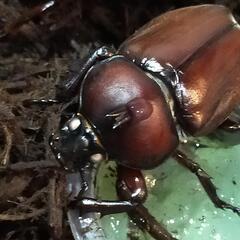 ホワイトアイ　カブト虫　の画像
