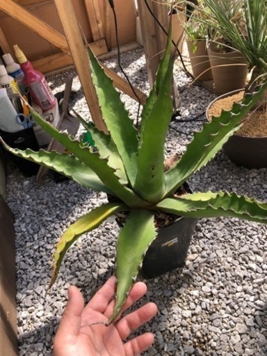 アガベ　ジェントリー  ジョーズ