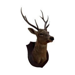 ハンティングトロフィの中古が安い！激安で譲ります・無料で