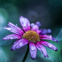 9月の花を撮る。9/20開催！フラリエ初心者向け写真教室・アート...
