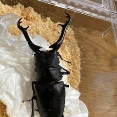 ギラファノコギリクワガタ　成虫ペア