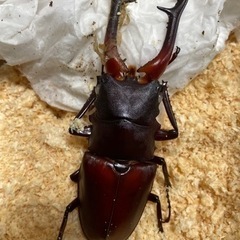 ギラファノコギリクワガタ　成虫ペアの画像