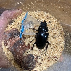 ギラファノコギリクワガタ　成虫ペアの画像