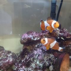 カクレクマノミと水槽一式の画像