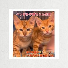 ベンガルちゃん兄弟子猫　●●アゴはネコでお世話・里親募集中●●　...