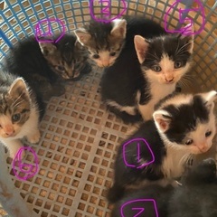 里親になってくださる方募集しております④