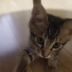 生後2ヶ月の可愛い子猫兄弟