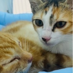 仲良し3きょうだい🐈ずっとの🏠待ってます❣️