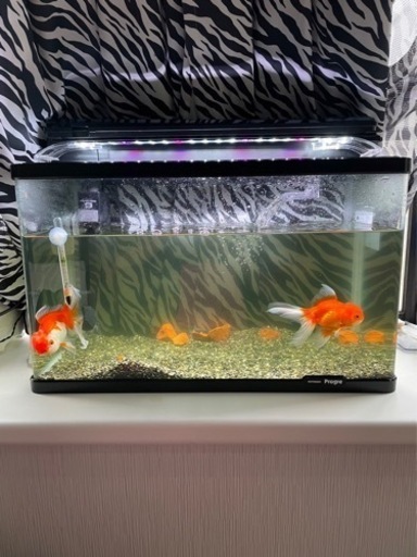 水槽生体込