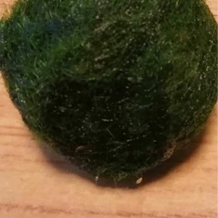 ニテラ　水槽に1つ入れてみませんか　稚エビの隠れ家　マリモみたいな水草　メダカとエビの混泳水槽に重宝します　の画像
