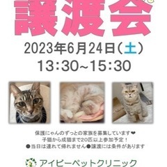 岐阜市北一色⭐︎猫の譲渡会