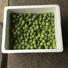 無農薬❣️青梅❗️1kg300円　南高梅です‼️の画像