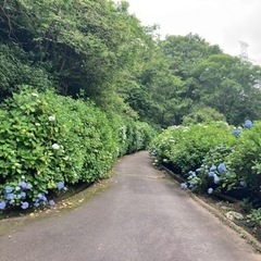 【6月24日開催！】生駒山アジサイハイク✨