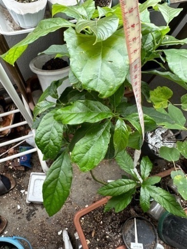 アボガドの苗①  4〜5年物 成長著しい為価格変更　(1年物が市販では9千円程写真②〜と比較)