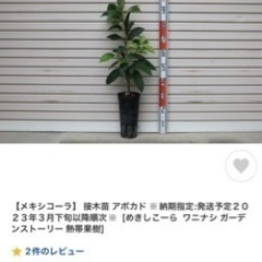 アボガドの苗①  4〜5年物 成長著しい為価格変更　(1年物が市販では9千円程写真②〜と比較)の画像