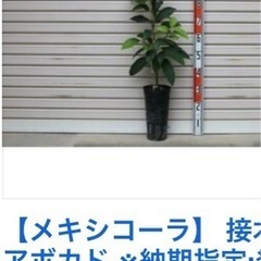 アボガドの苗①  4〜5年物 成長著しい為価格変更　(1年物が市販では9千円程写真②〜と比較)の画像