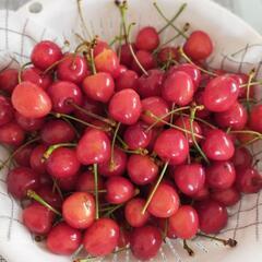 さくらんぼ２パック🍒本日のみ17時受渡し限定の画像