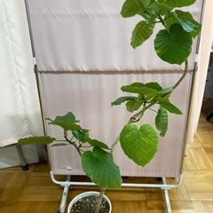 大型観葉植物　フィカスウンベラータ8