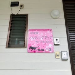 カラフル可愛い味噌玉作りの画像