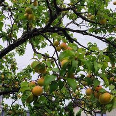 [[問い合わせ多数につき一時停止]]梅差し上げます。の画像