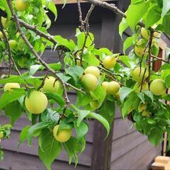 [[問い合わせ多数につき一時停止]]梅差し上げます。の画像