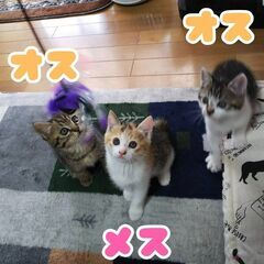 変更あります🙇生後3か月の元気な子猫たちです🎵【オス2匹/メス1匹】