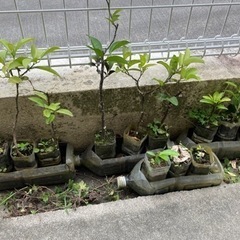シークァーサーの画像