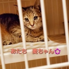 可愛い兄妹【譲渡会参加】