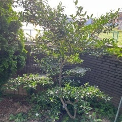 植木　つばき　椿　庭木　ガーデニング　早めの希望の画像