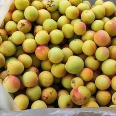 [[問い合わせ多数につき一時停止]]梅差し上げます。の画像