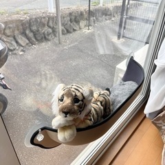猫窓 ベッド 吸盤タイプの画像