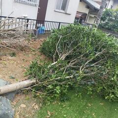 伐採した木材(金木犀)の画像