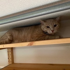毎週開催6/29 19:00押上　カフェ会　現状4名 - 墨田区
