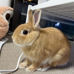 ネザーランドドワーフ　2歳　男の子　決まりました - 相模原市