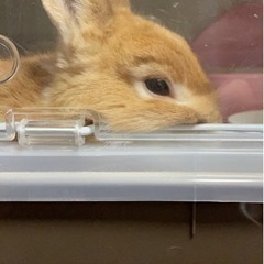 ネザーランドドワーフ　2歳　男の子　決まりました