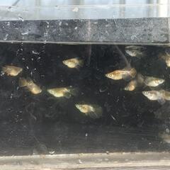 メダカ（めだか）販売します。