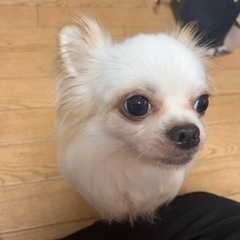 【一時停止します】ミルクの家族募集中