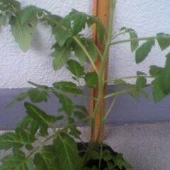 ミニトマト　　苗