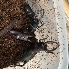 和歌山産　ノコギリクワガタ　10匹♂7♀3の画像