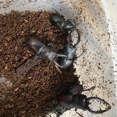 和歌山産　ノコギリクワガタ　10匹♂7♀3の画像