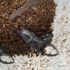 和歌山産　ノコギリクワガタ　10匹♂7♀3